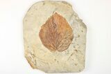 Fossil Leaf (Beringiaphyllum) - Montana #203344-1